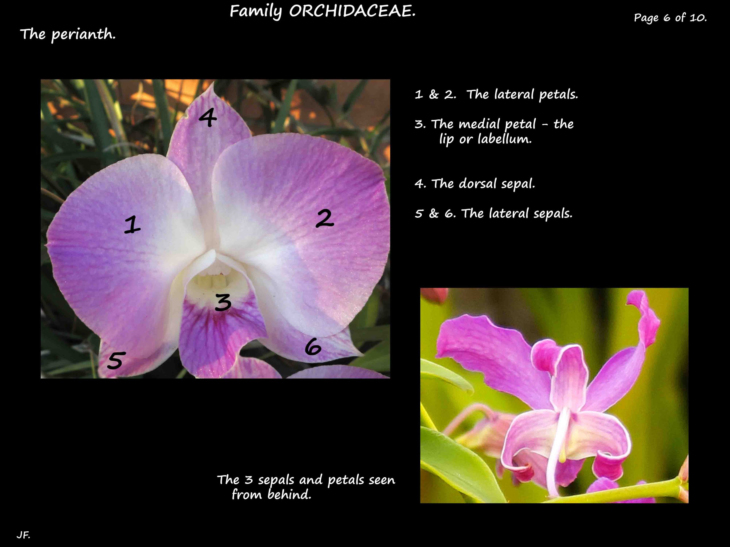 6 Orchid perianth